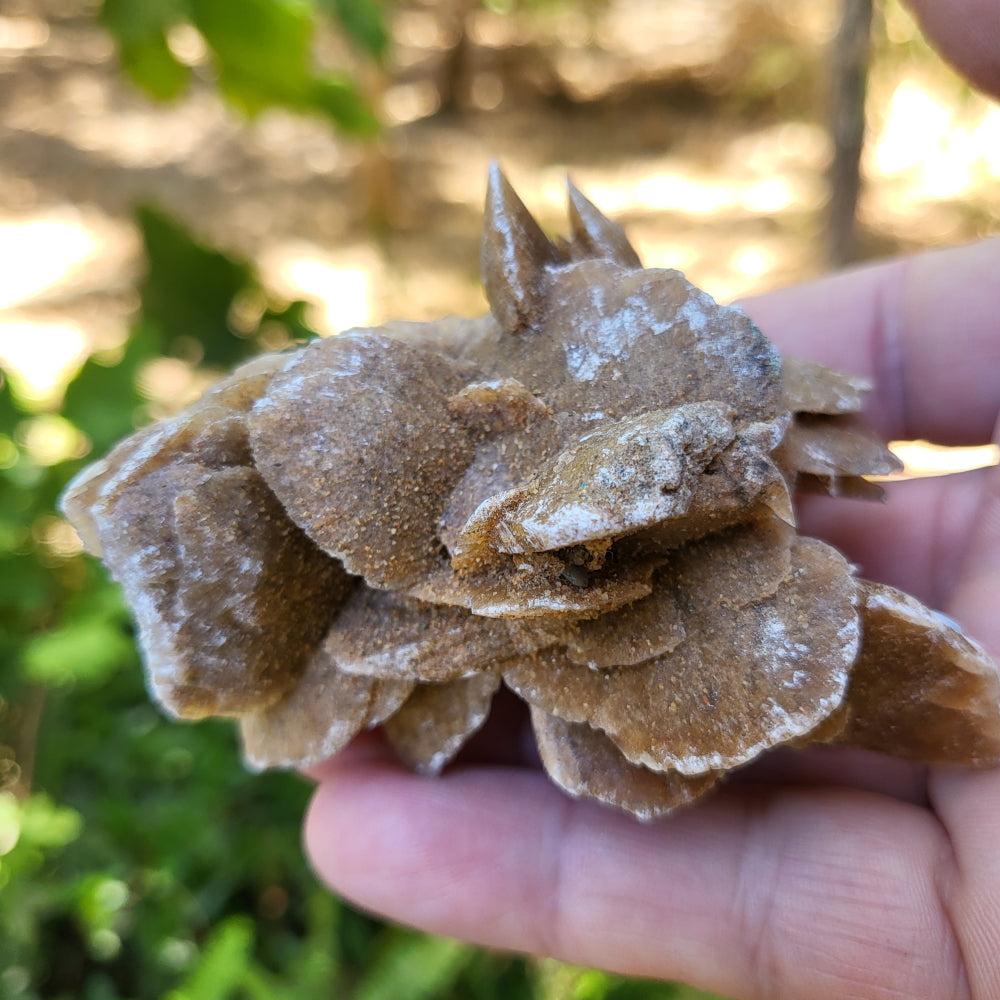 Desert Rose item p15